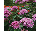 Pentas 1JPG